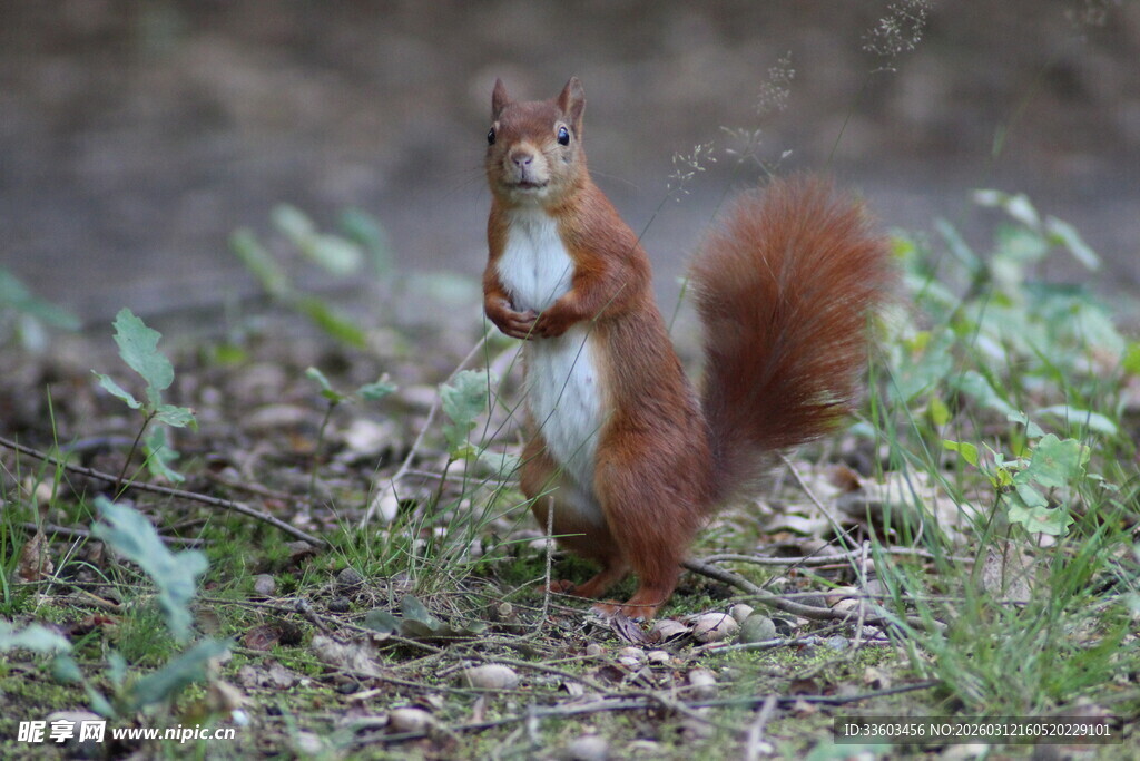 站立的红松鼠