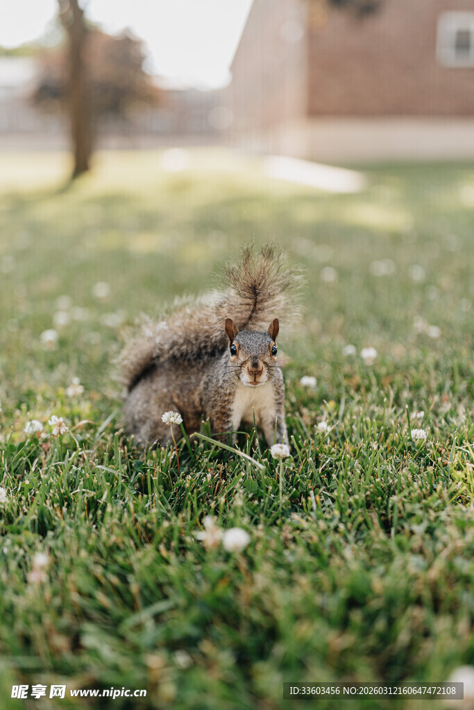 草地上的可爱小松鼠