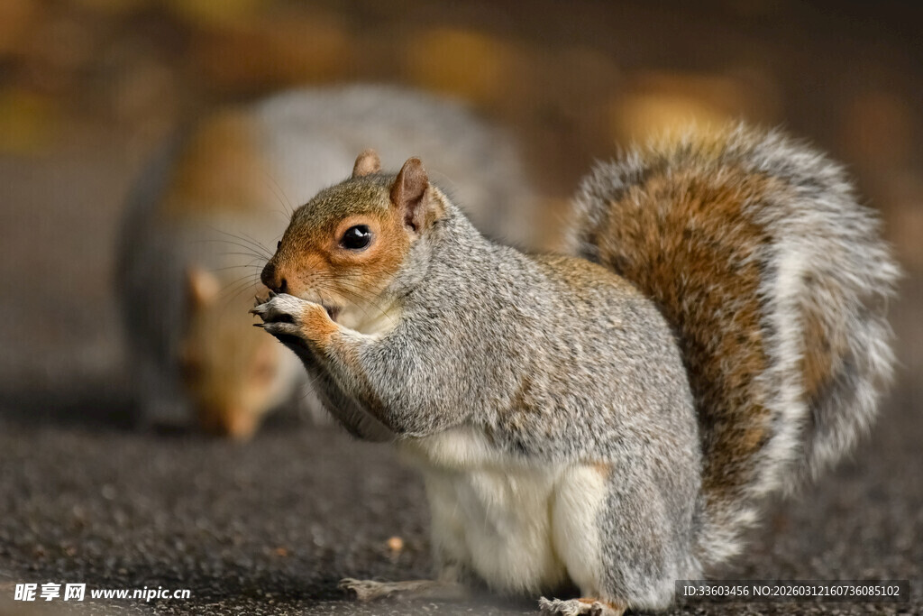 进食的灰松鼠
