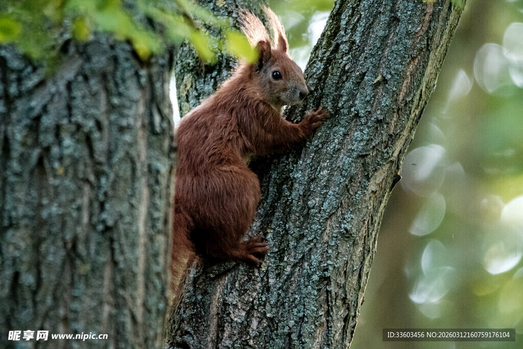 树上的可爱松鼠