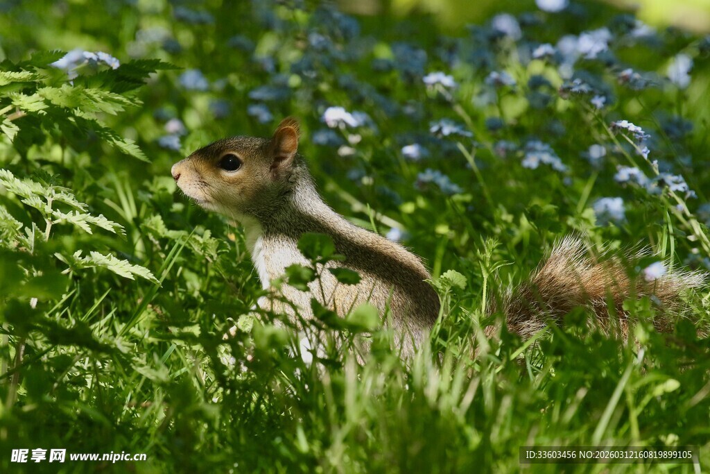 草丛中的可爱松鼠