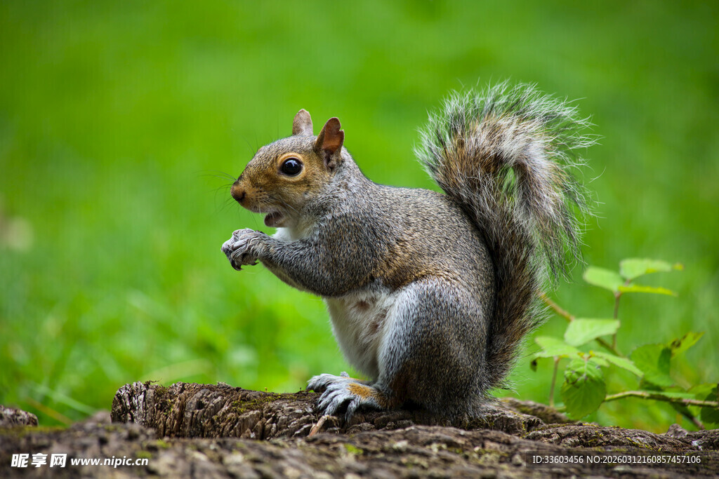 松鼠于绿境中进食