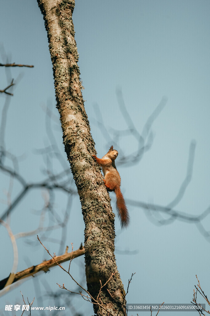 树枝上的红松鼠