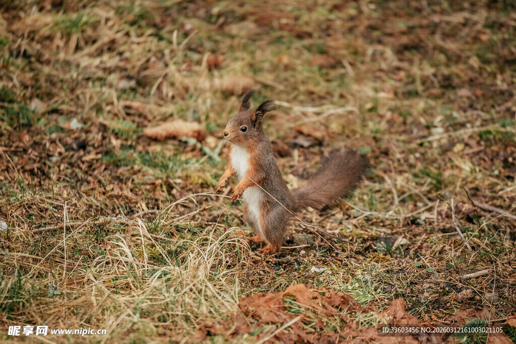 站立的松鼠在秋日草地