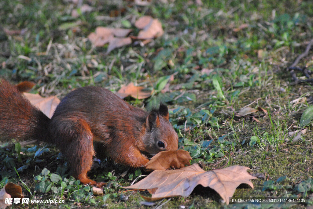 草地上觅食的可爱松鼠