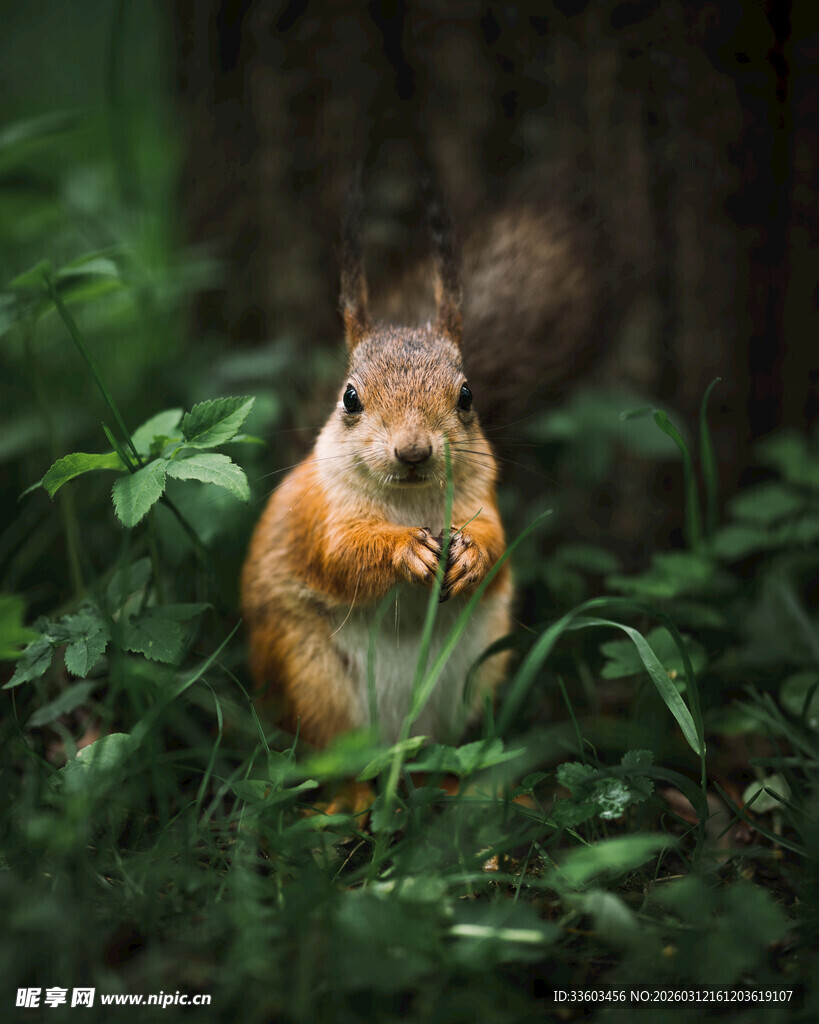森林中的可爱松鼠