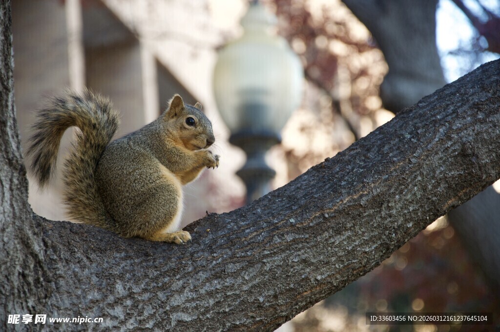 树枝上的可爱小松鼠