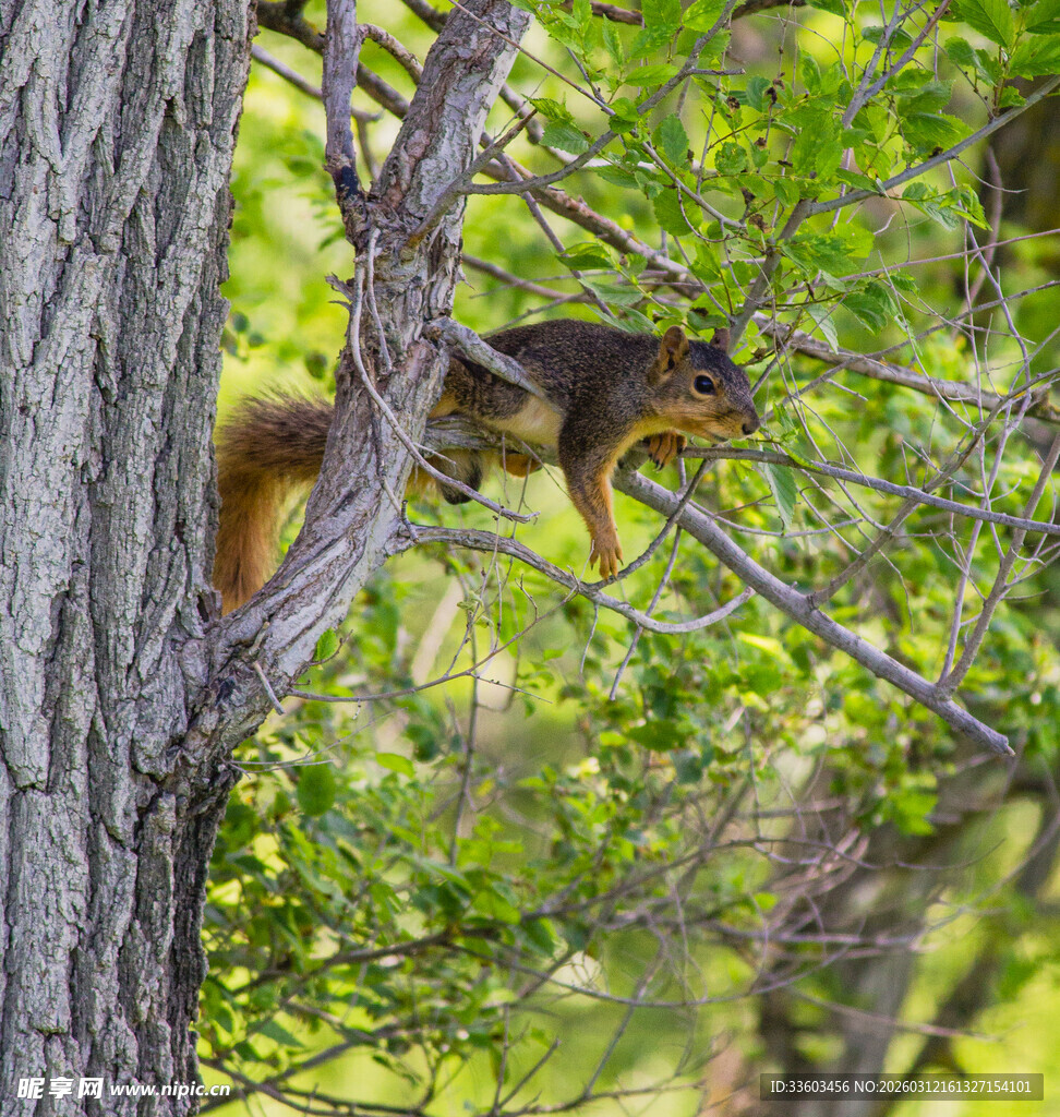 松鼠于树干间灵巧跳跃