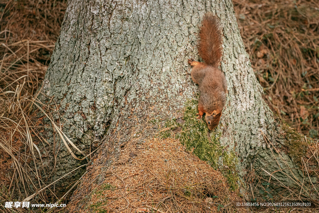 树干旁的可爱红松鼠