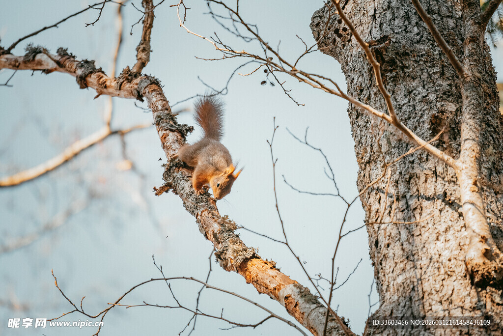 树枝上的松鼠