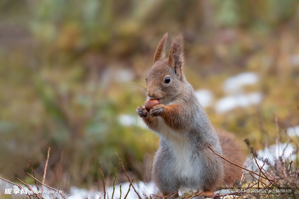 林间松鼠进食瞬间