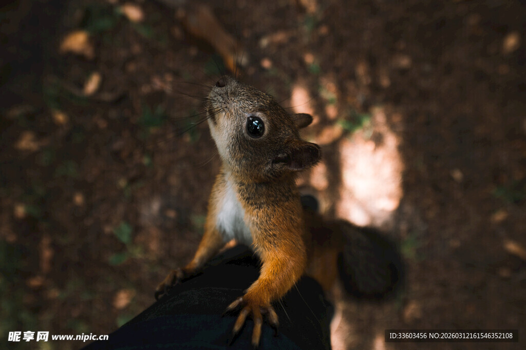 可爱松鼠攀附于物体上