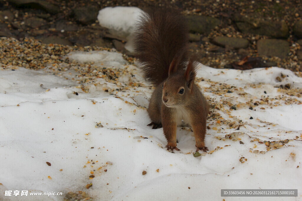雪地中觅食的松鼠