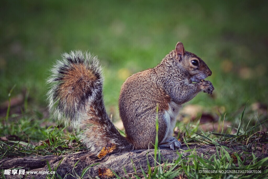 草地上进食的可爱松鼠