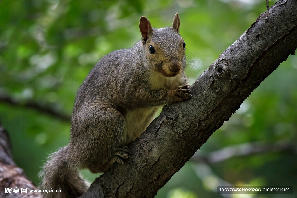 树枝上的可爱松鼠