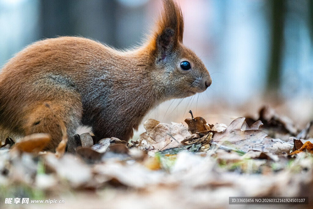 林间可爱小松鼠