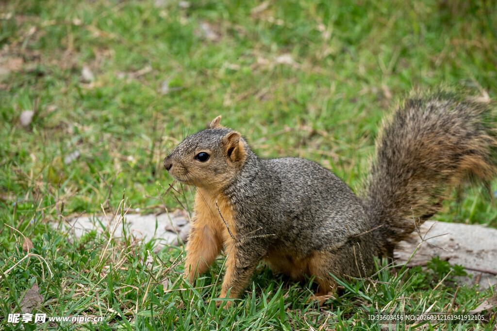 草地上的松鼠