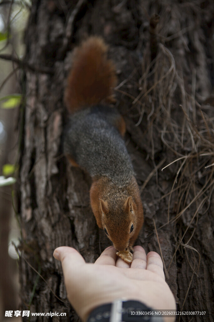 人与松鼠亲密互动瞬间