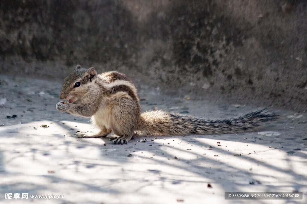 雪地中休憩的松鼠