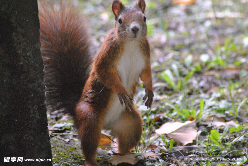 林间站立的可爱松鼠