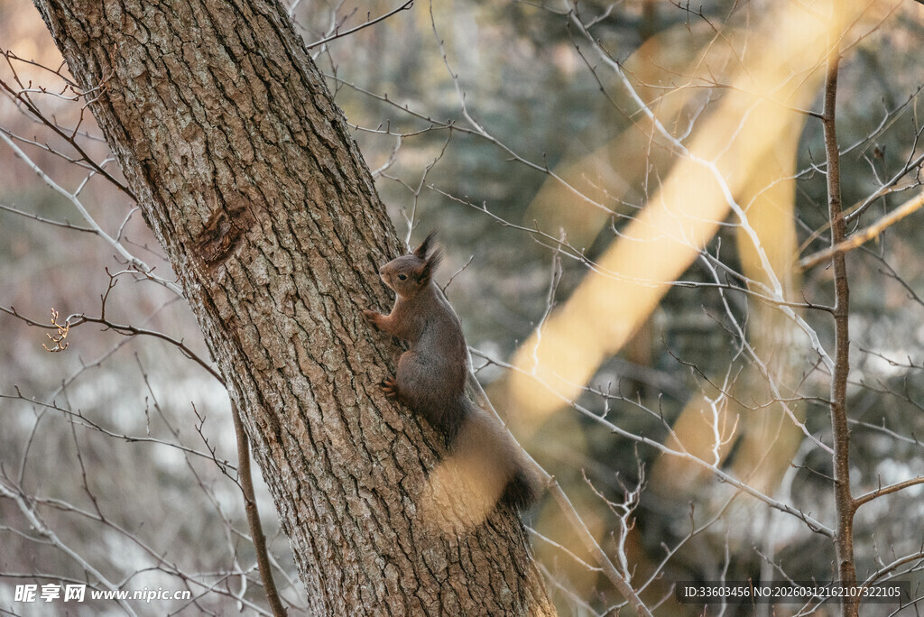 树干旁的松鼠
