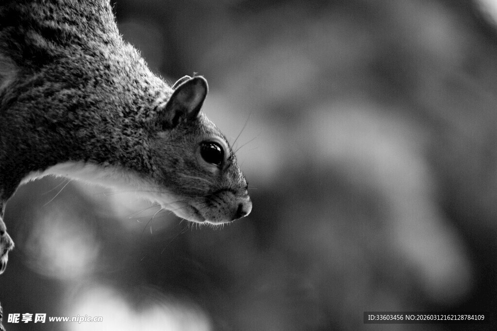 黑白松鼠特写