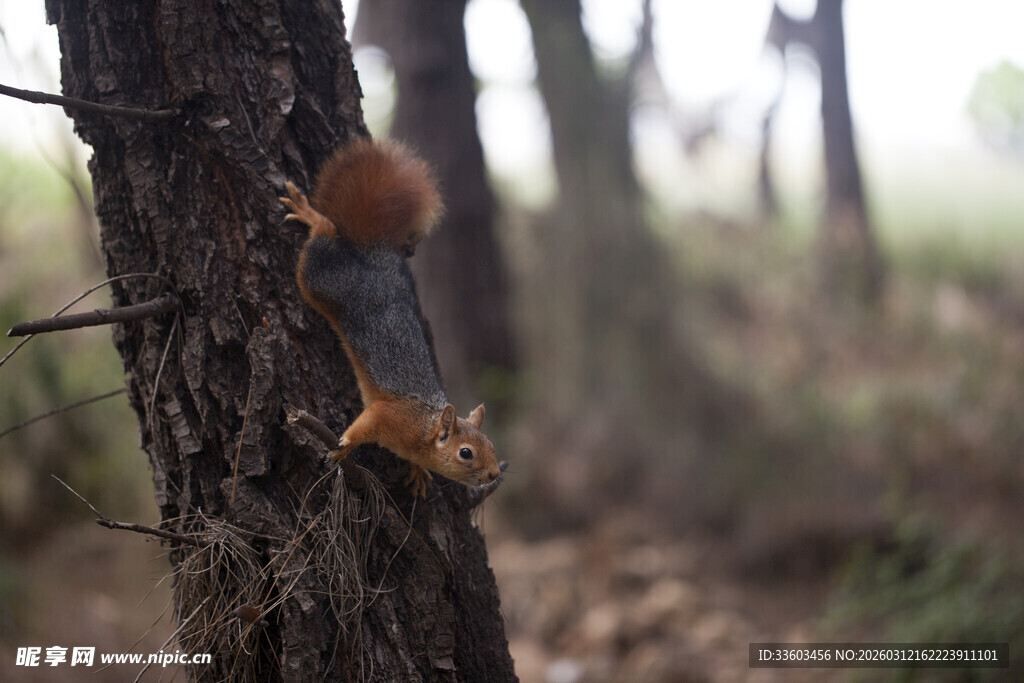 松鼠攀爬树干的自然瞬间