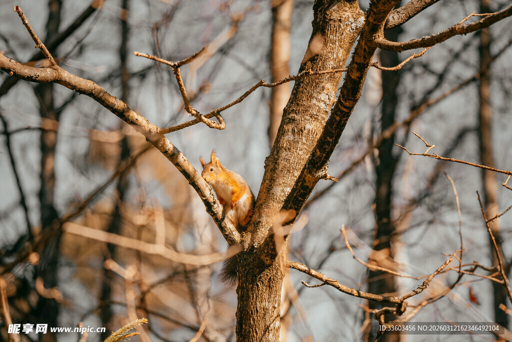 枝头小鸟栖于萧瑟树枝间
