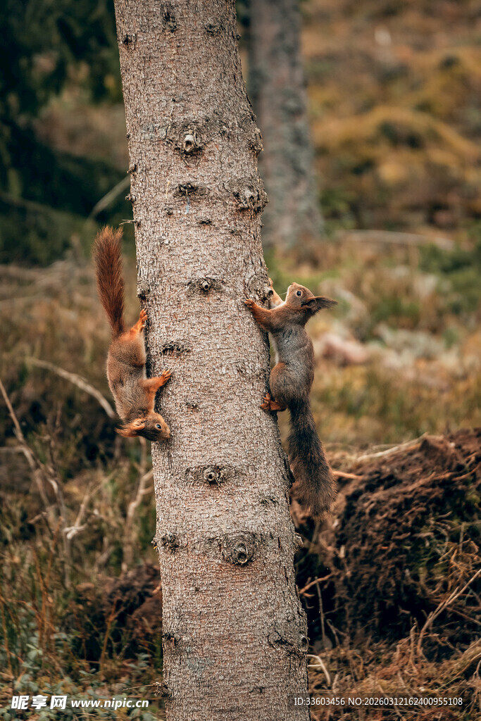 树干旁玩耍的两只松鼠