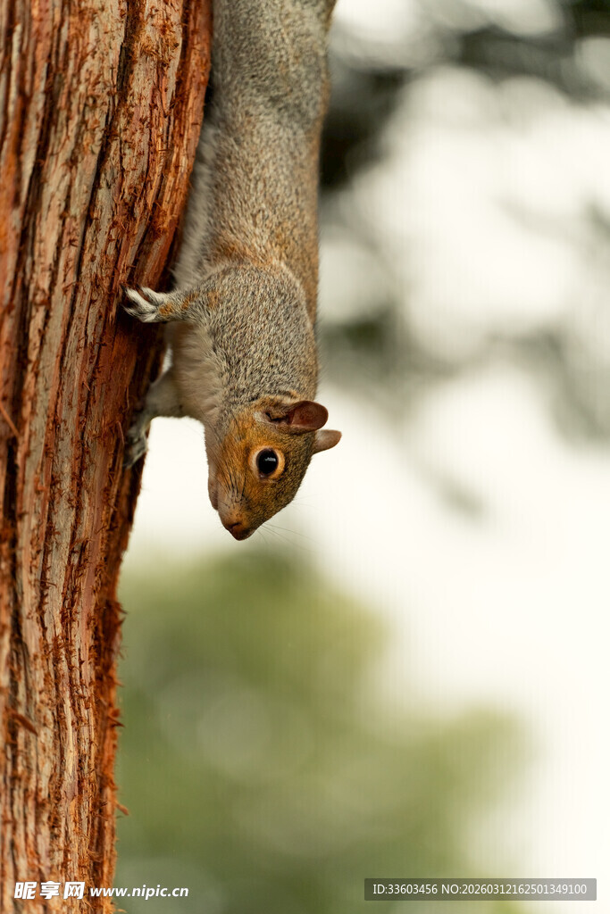 树干上的可爱小松鼠