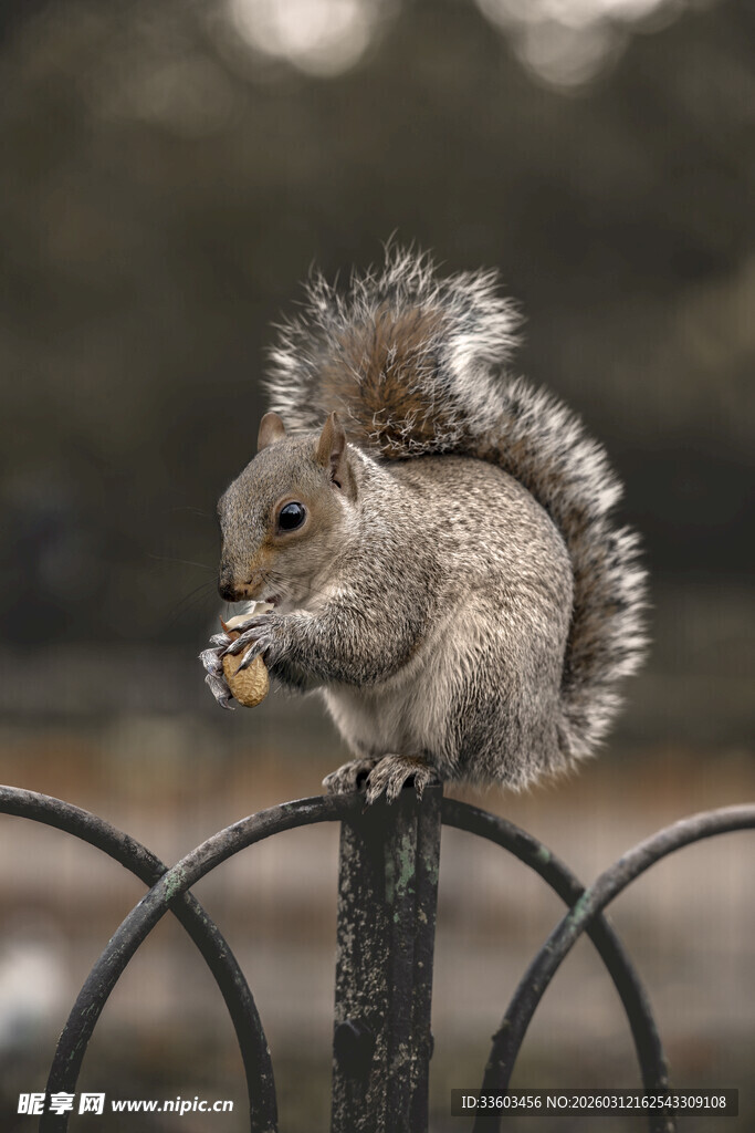 松鼠站围栏上进食