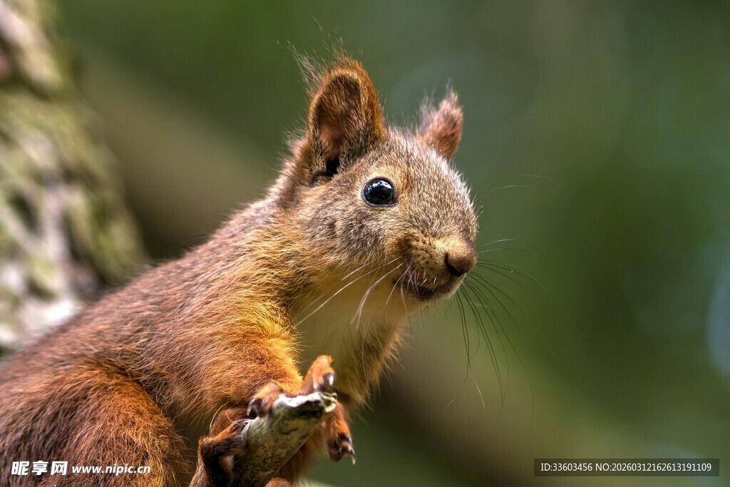 树上的可爱松鼠