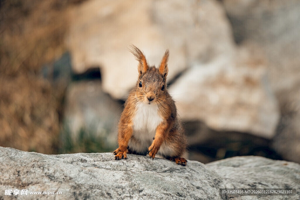 岩石上的站立松鼠