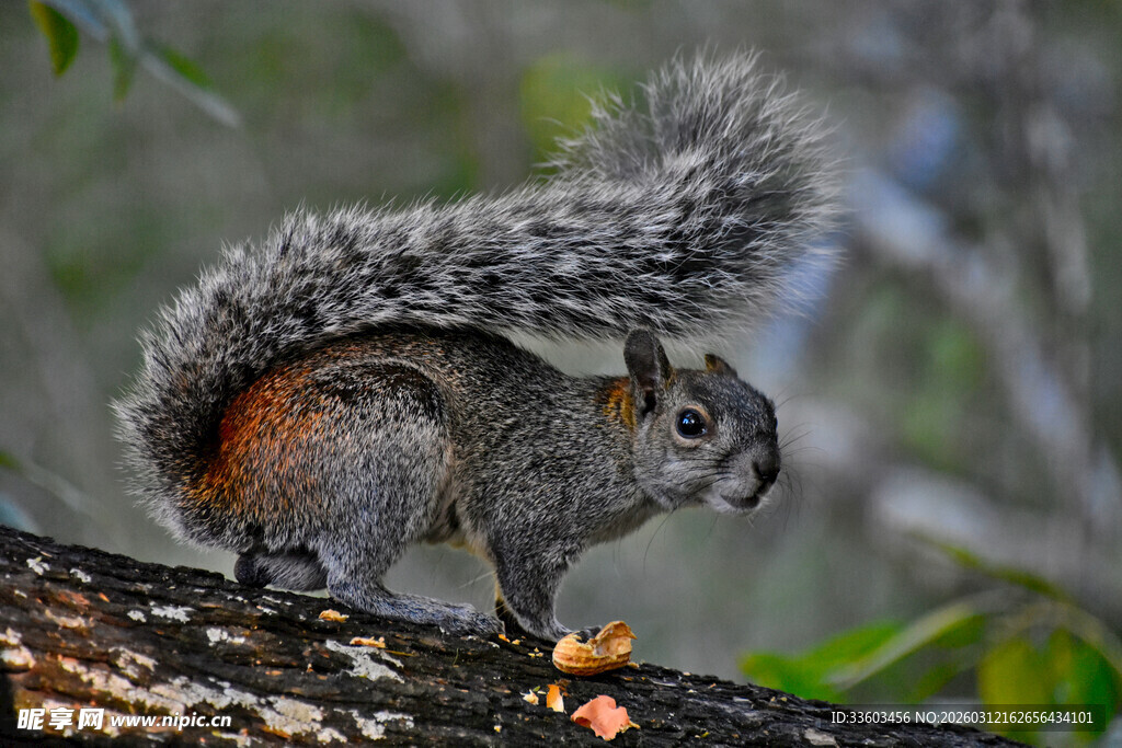 树枝上的松鼠进食瞬间