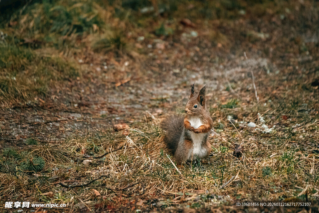 草地上的可爱松鼠