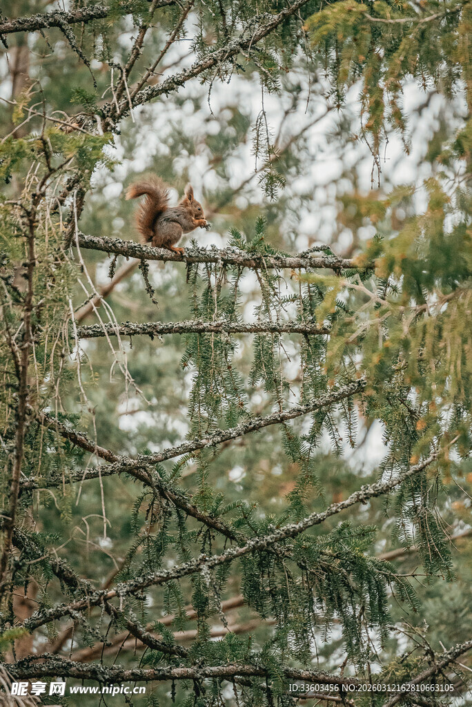 树枝上的松鼠