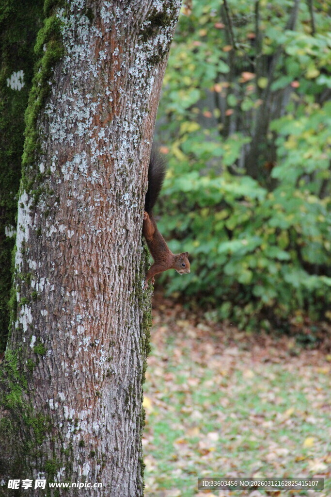 树干上的松鼠与林间景色