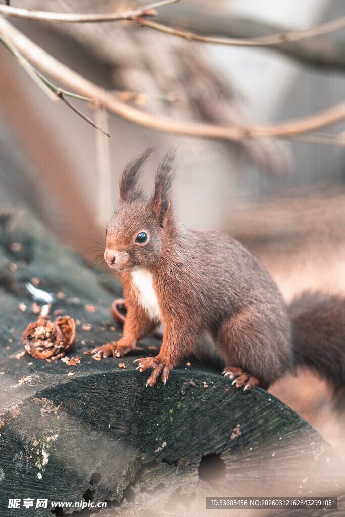 岩石上的可爱小松鼠