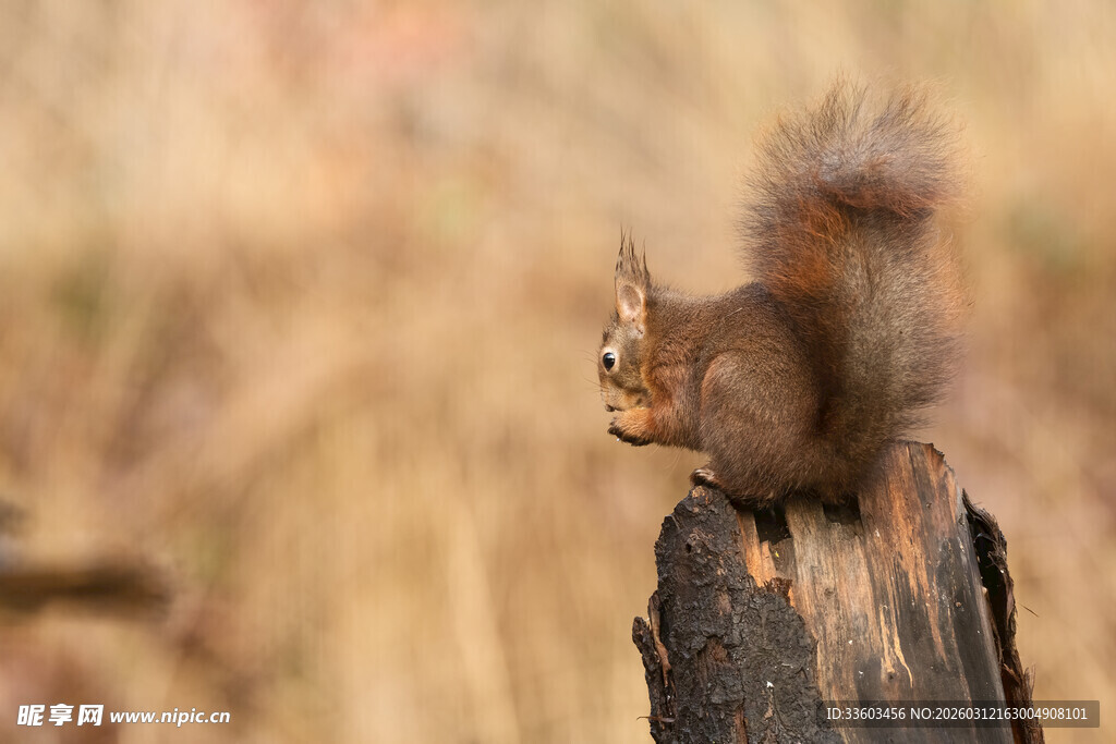 松鼠立于树桩上眺望