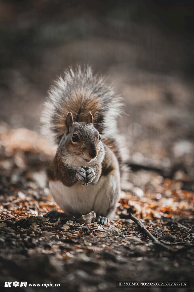 可爱松鼠蹲坐享用美食