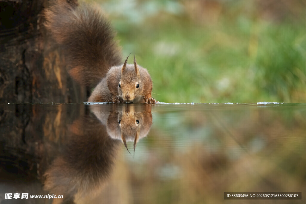 水边松鼠及其美丽倒影