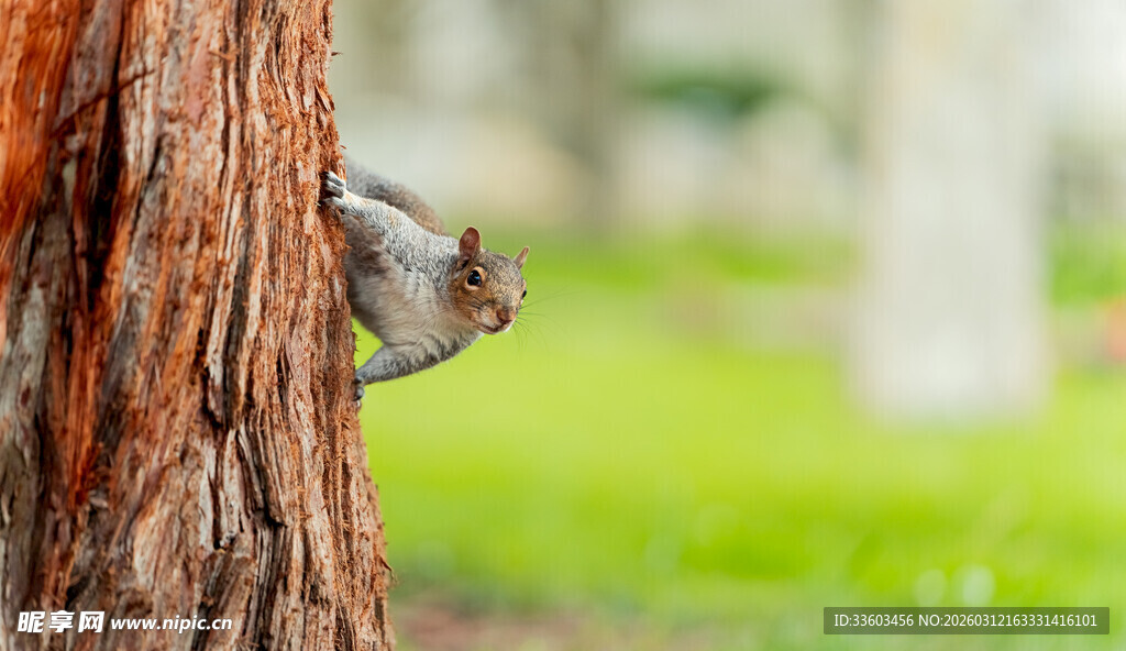 树干旁探头的可爱松鼠