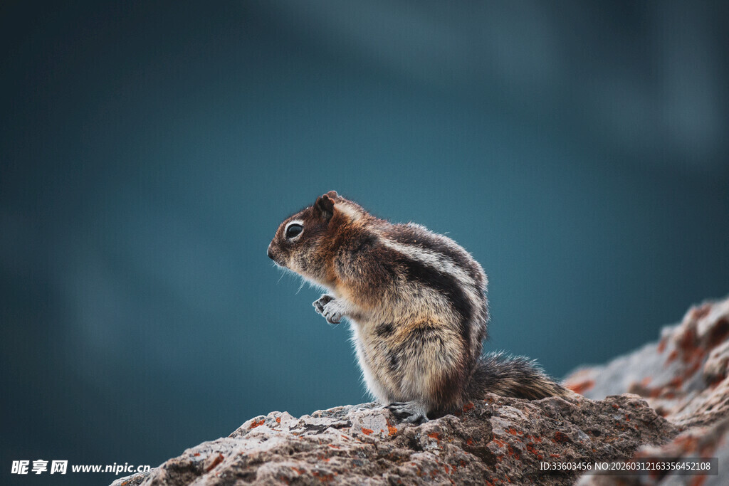 岩石上的可爱小松鼠
