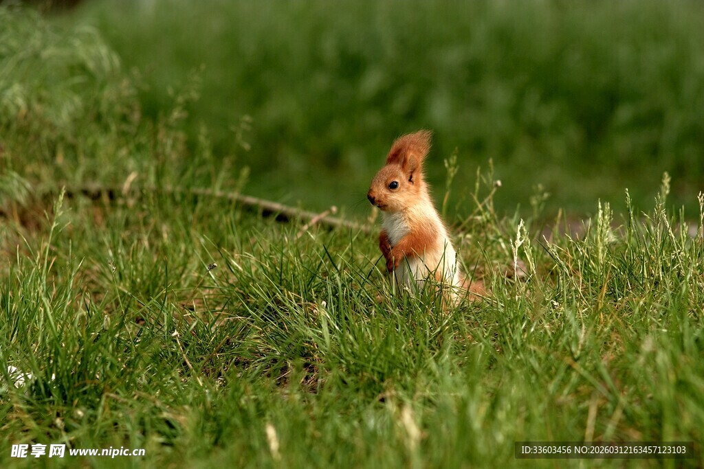草地上的站立松鼠