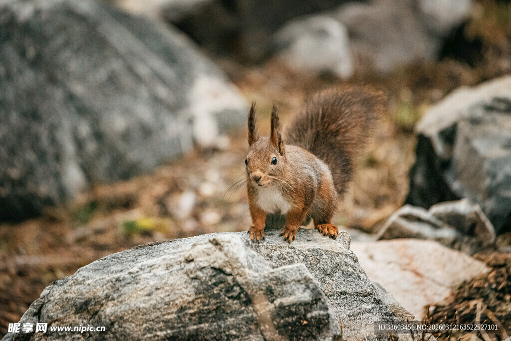 岩石上的可爱小松鼠