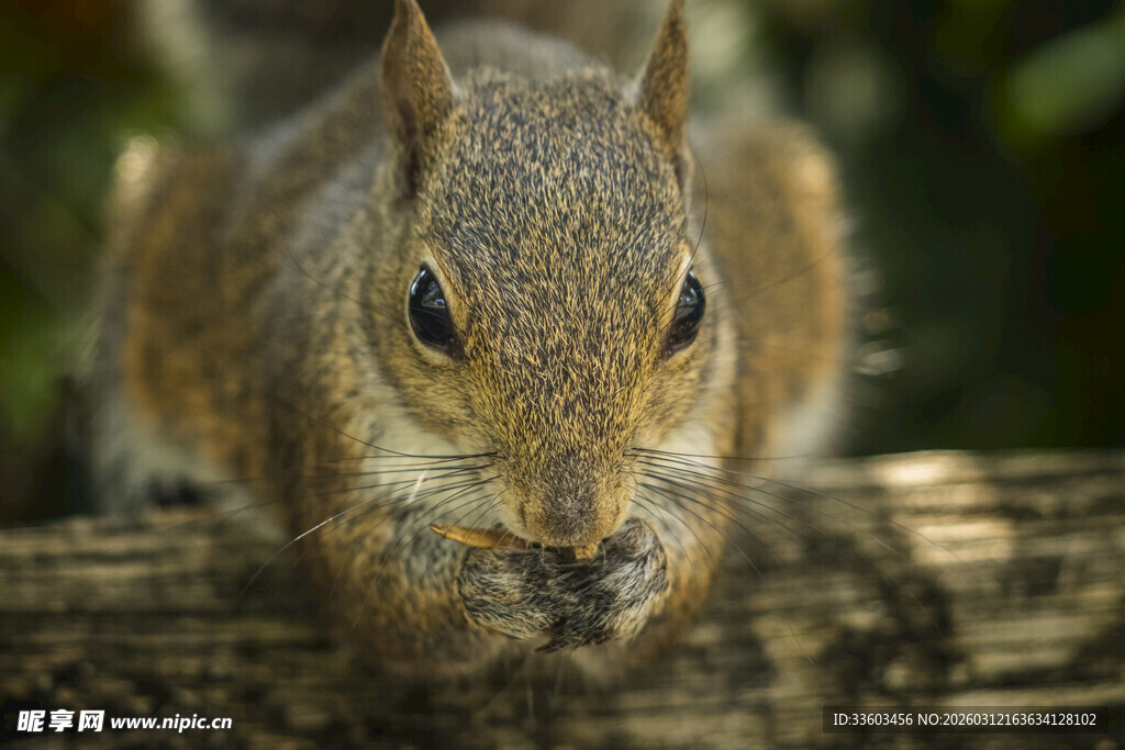 松鼠专注进食于木头上