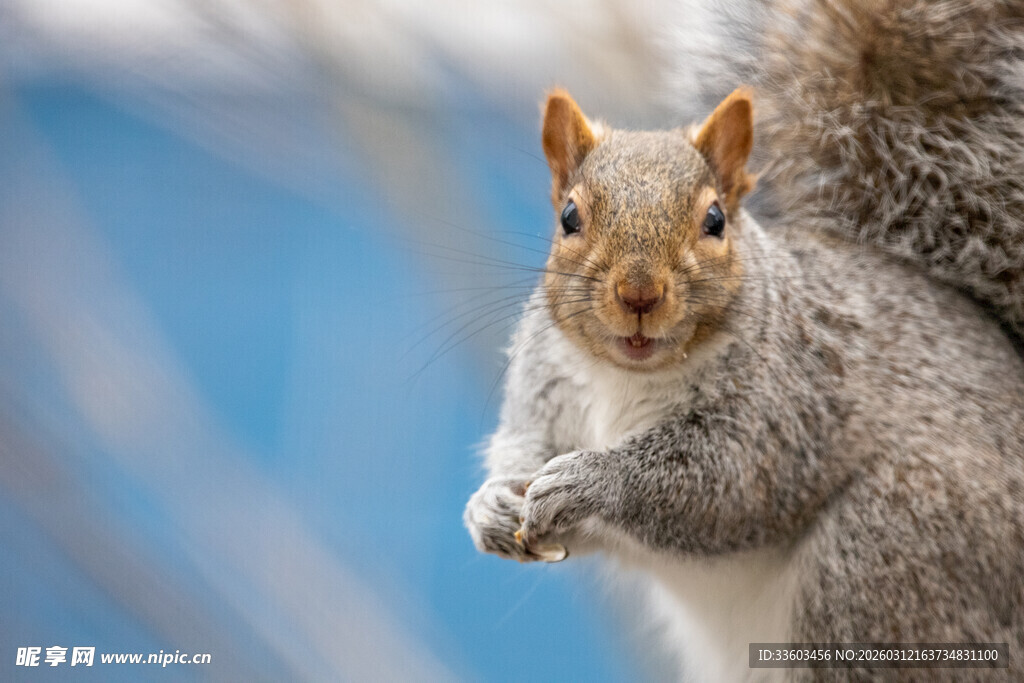 可爱松鼠站立瞬间