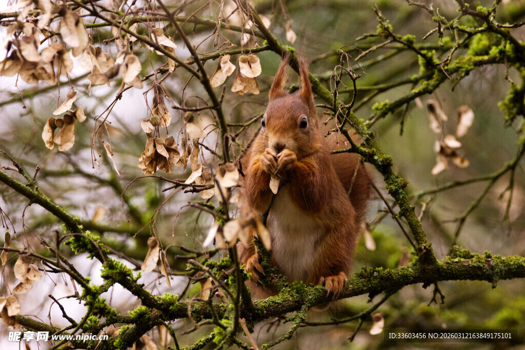 树上的松鼠