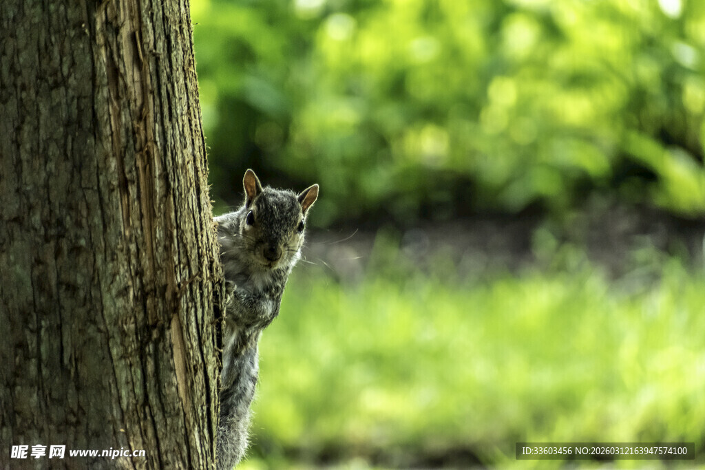 树干旁探头张望的小松鼠