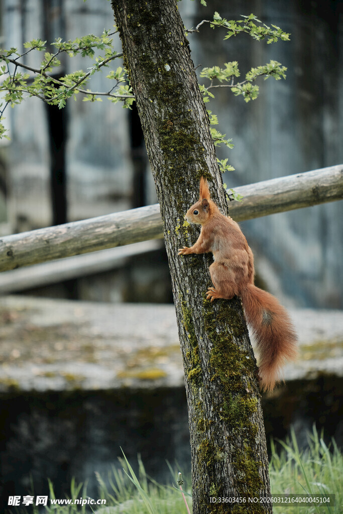 松鼠攀树瞬间
